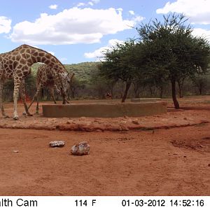 Trail Camera Namibia