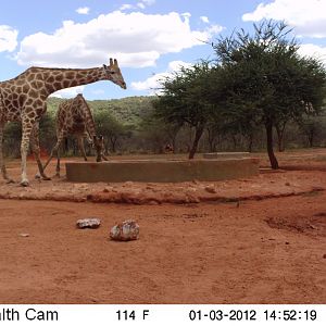 Trail Camera Namibia