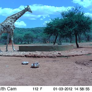 Trail Camera Namibia