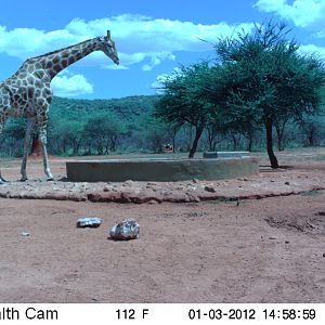 Trail Camera Namibia