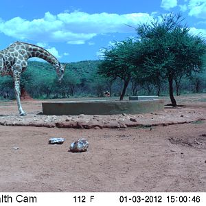 Trail Camera Namibia