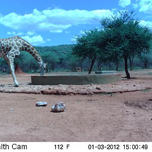 Trail Camera Namibia