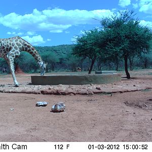 Trail Camera Namibia