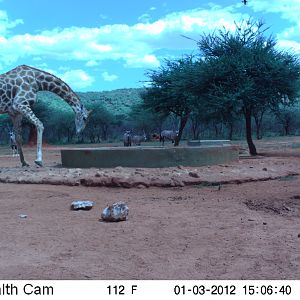 Trail Camera Namibia