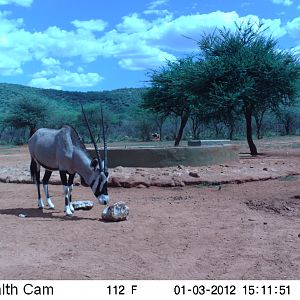 Trail Camera Namibia