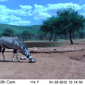 Trail Camera Namibia