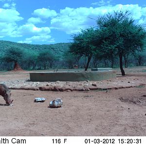 Trail Camera Namibia