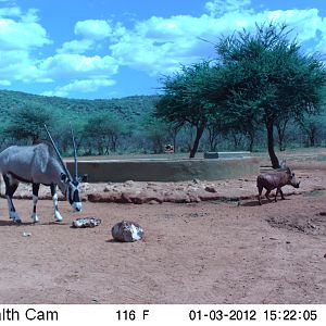 Trail Camera Namibia