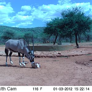 Trail Camera Namibia