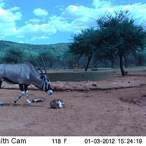 Trail Camera Namibia