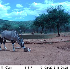 Trail Camera Namibia