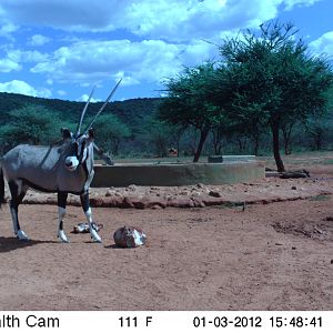 Trail Camera Namibia