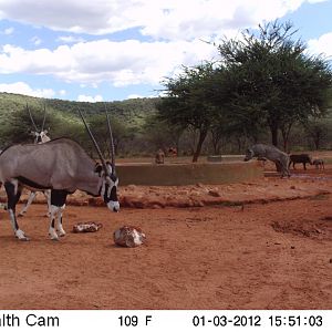 Trail Camera Namibia