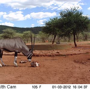 Trail Camera Namibia