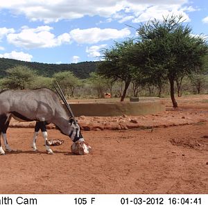 Trail Camera Namibia