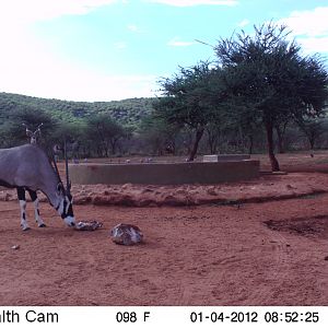 Trail Camera Namibia