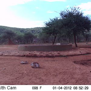 Trail Camera Namibia