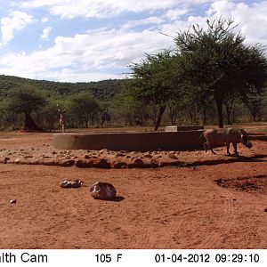 Trail Camera Namibia