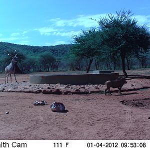 Trail Camera Namibia