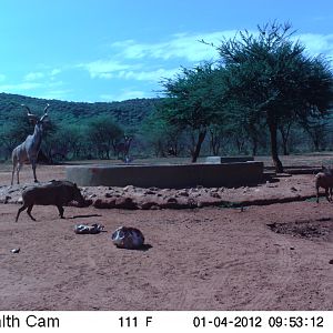 Trail Camera Namibia