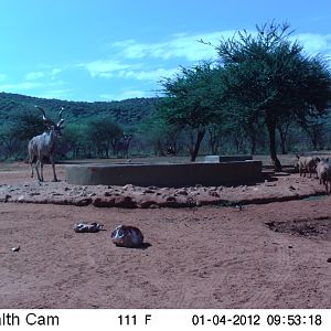 Trail Camera Namibia