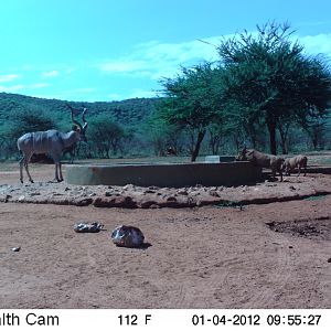 Trail Camera Namibia