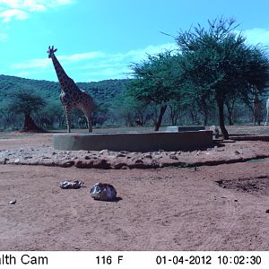 Trail Camera Namibia