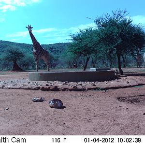 Trail Camera Namibia