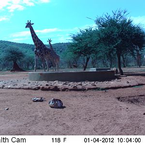 Trail Camera Namibia