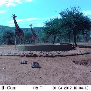 Trail Camera Namibia