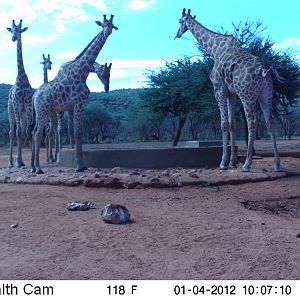 Trail Camera Namibia