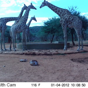 Trail Camera Namibia