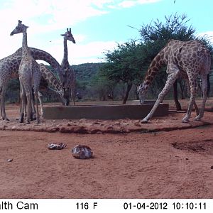 Trail Camera Namibia