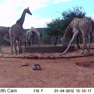 Trail Camera Namibia