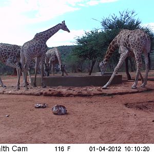 Trail Camera Namibia