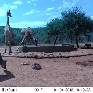 Trail Camera Namibia