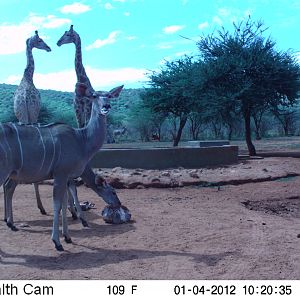 Trail Camera Namibia