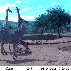 Trail Camera Namibia