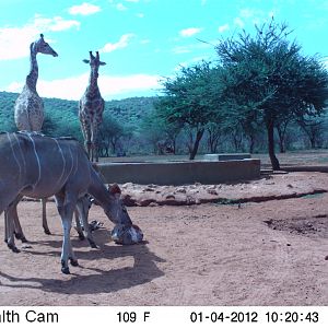 Trail Camera Namibia