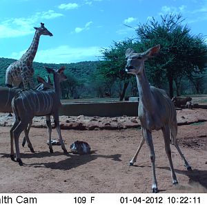 Trail Camera Namibia