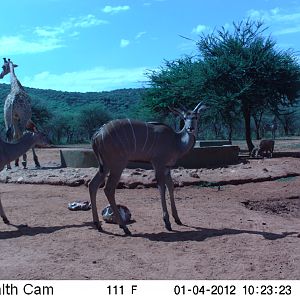 Trail Camera Namibia