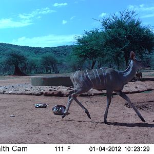 Trail Camera Namibia