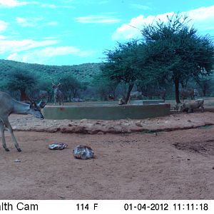 Trail Camera Namibia