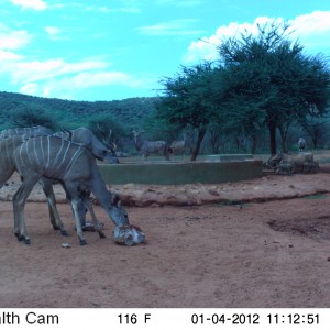 Trail Camera Namibia