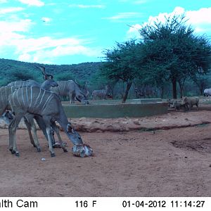 Trail Camera Namibia