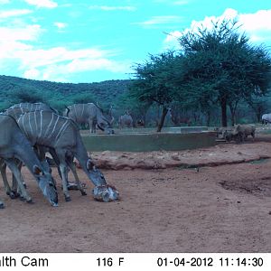 Trail Camera Namibia