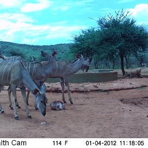 Trail Camera Namibia