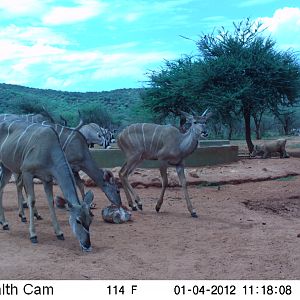 Trail Camera Namibia