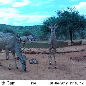 Trail Camera Namibia