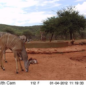 Trail Camera Namibia